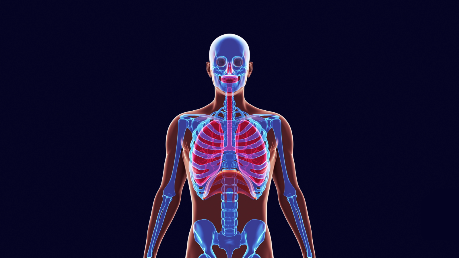 human body respiratory system animation 1600x900 frame preview 0