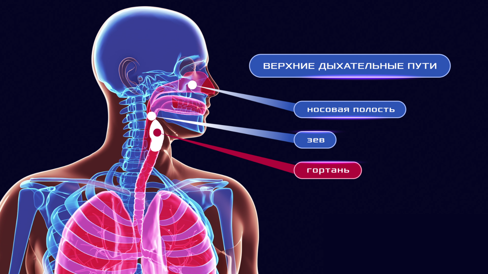 human body respiratory system animation 1600x900 frame preview 0