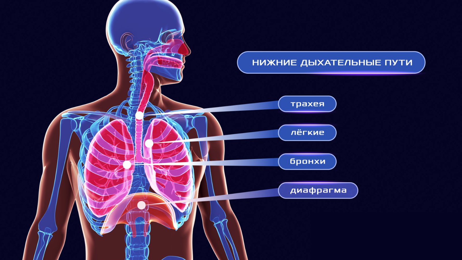 human body respiratory system animation 1600x900 frame preview 0
