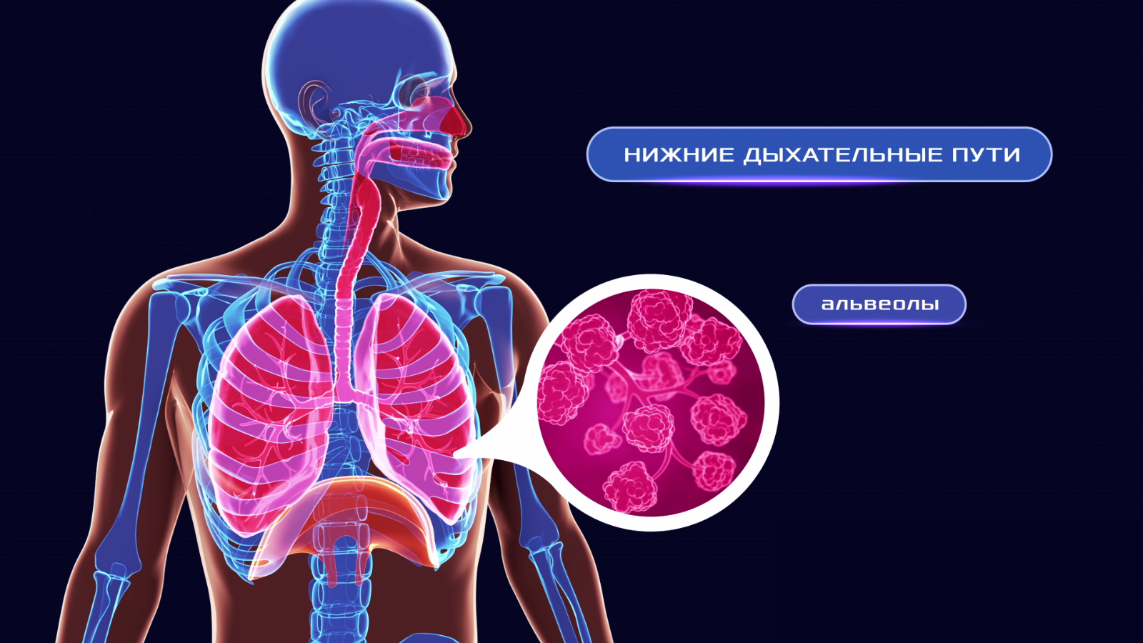 human body respiratory system animation 1600x900 frame preview 0