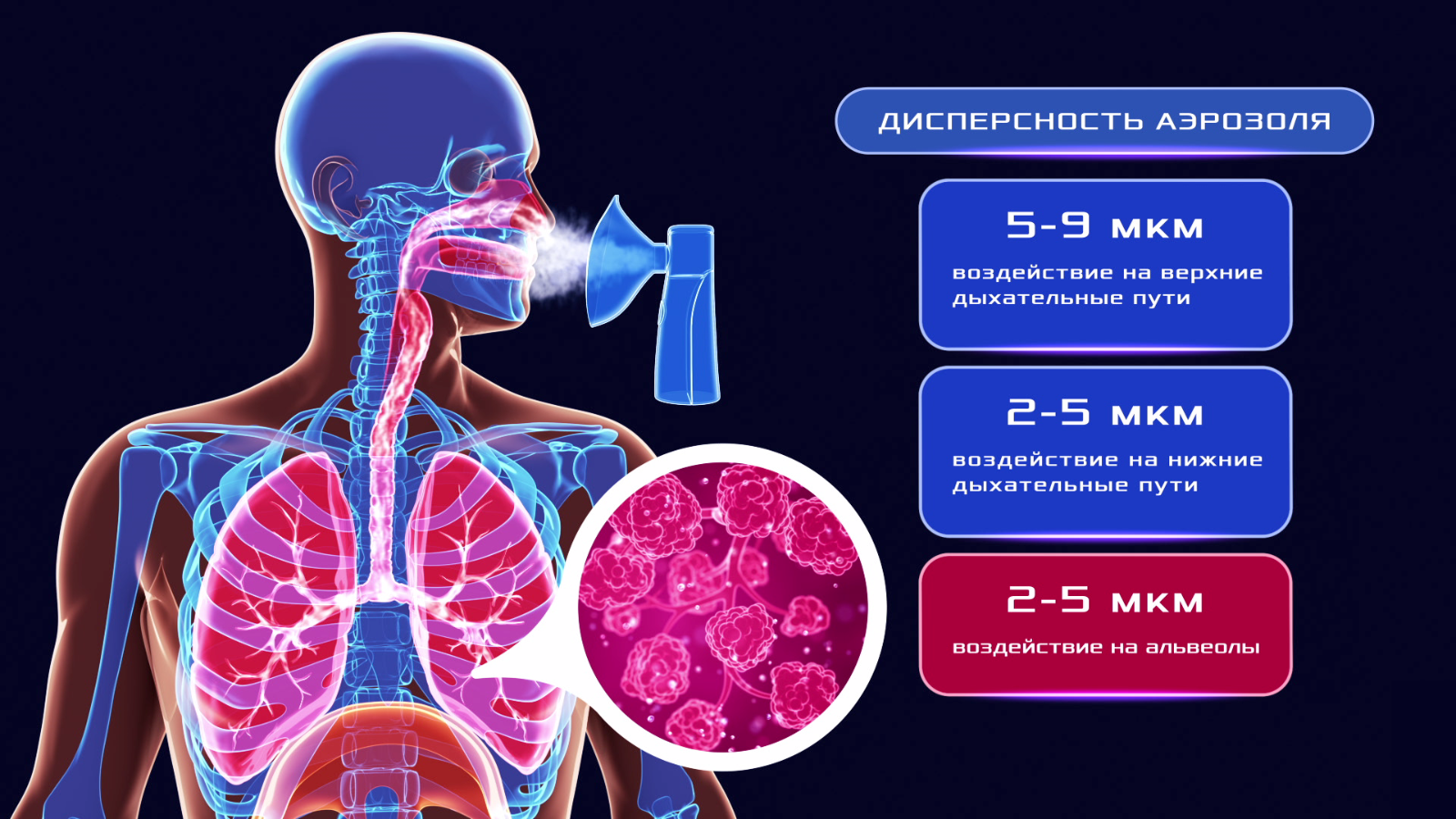 human body respiratory system animation 1600x900 frame preview 0