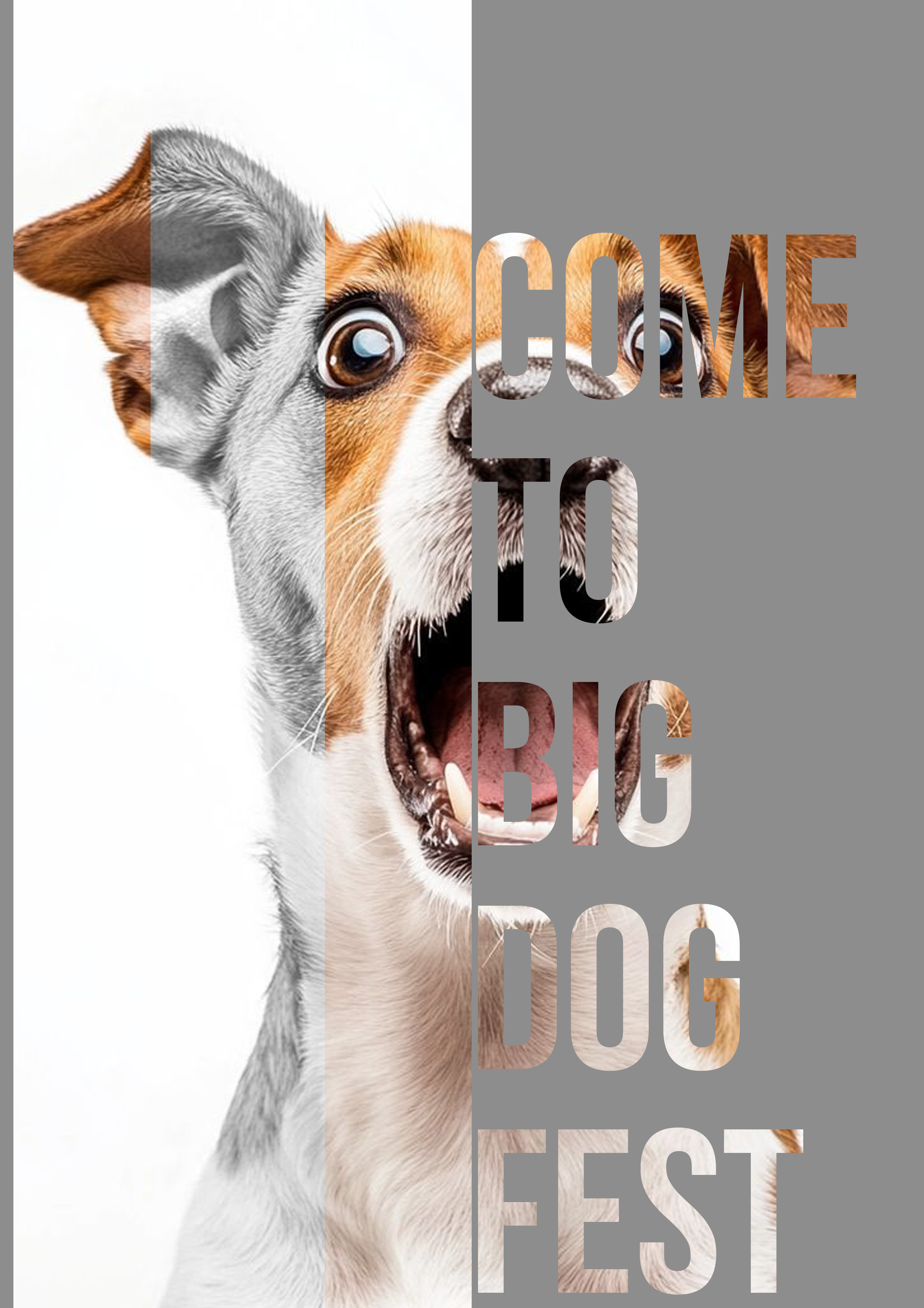 серия плакатов для фестивалей собак