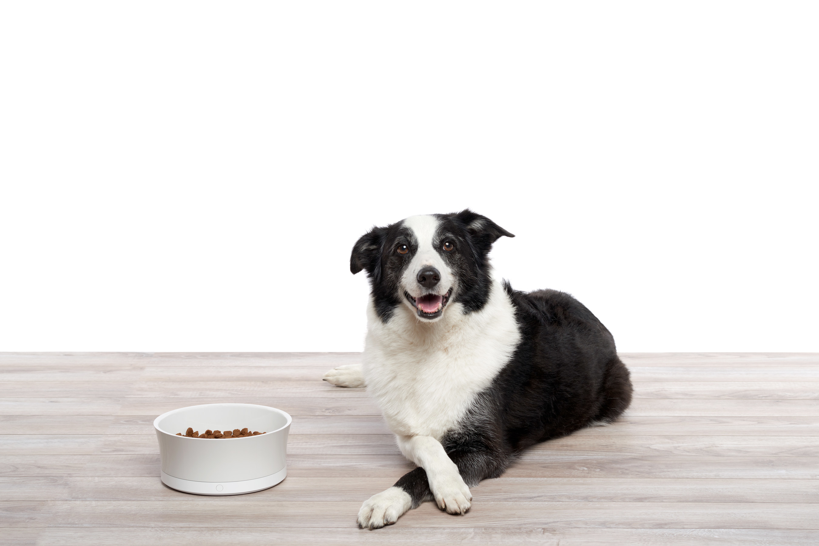 Obe-dog.jpg