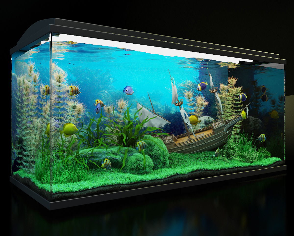 2012_Aquarium_Competition_1st_place_02.jpg