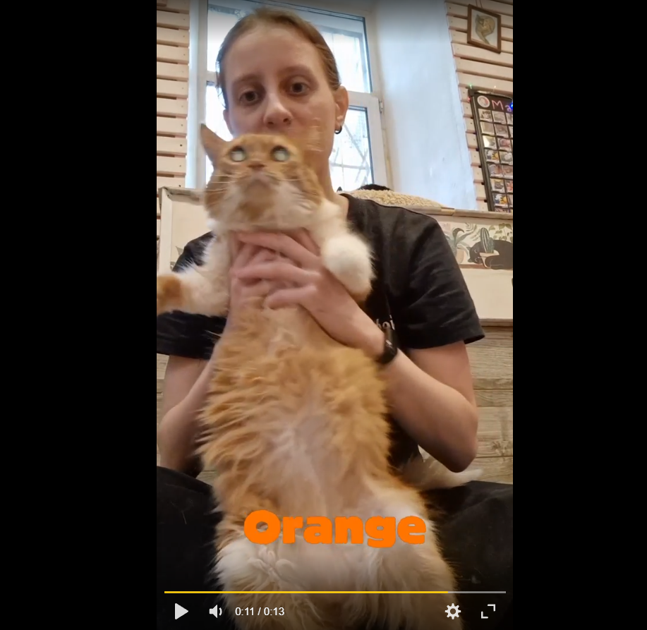 Коты 3.png