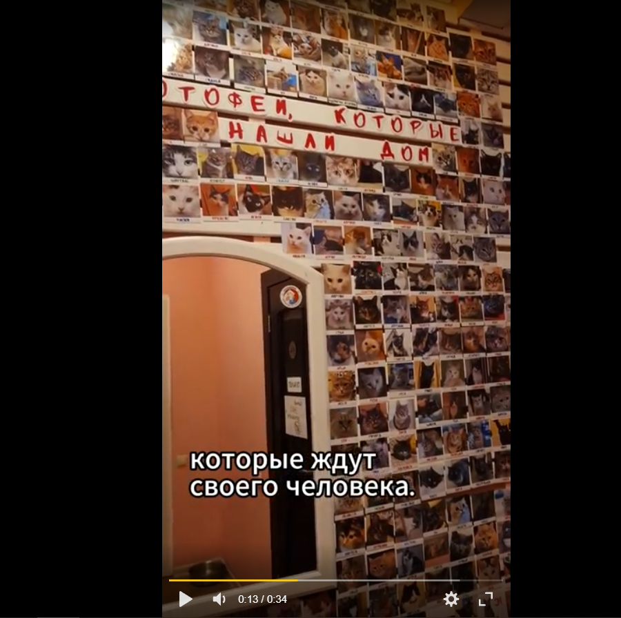Коты 5.png