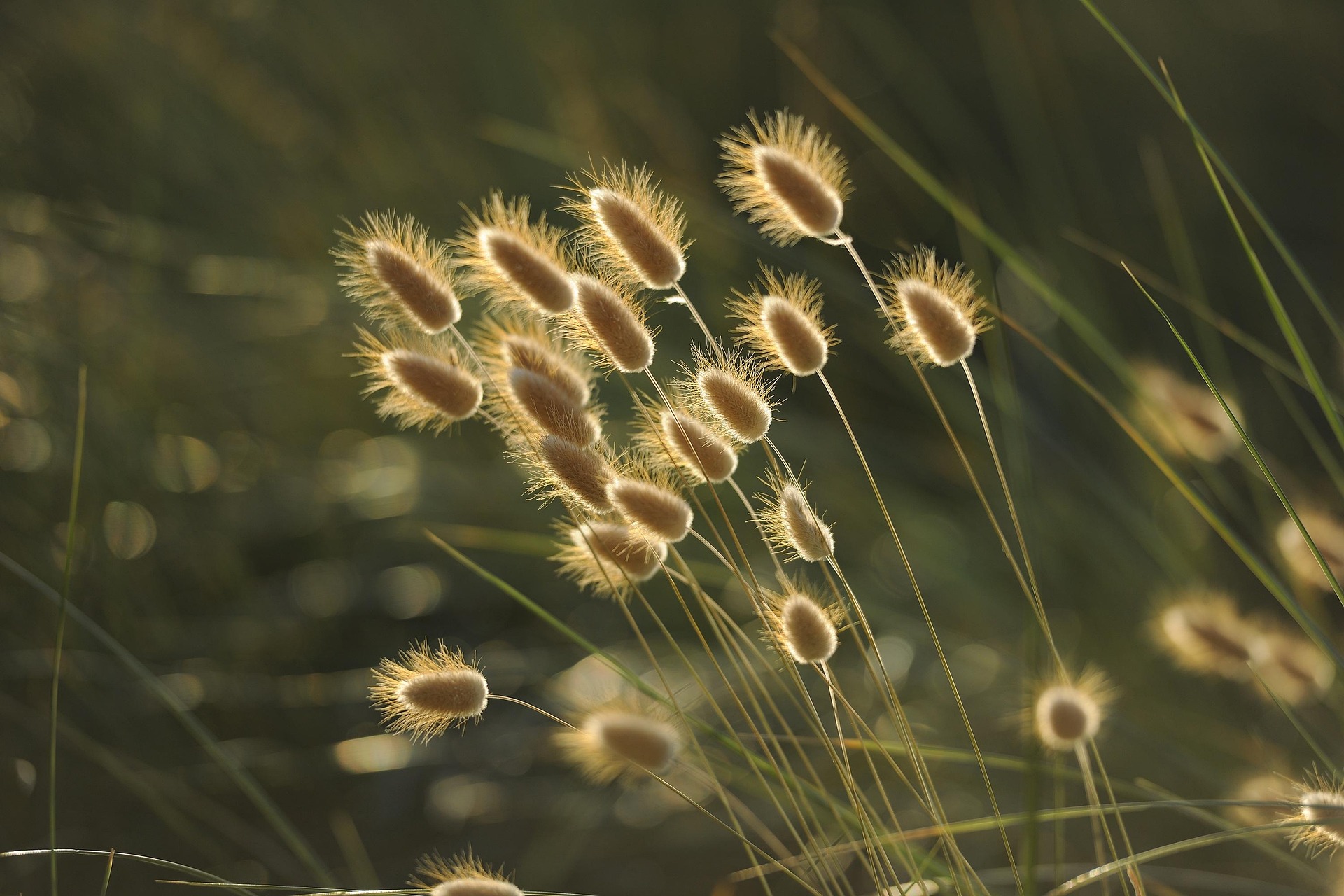 pumuki111-grasses-1939673_1920.jpg