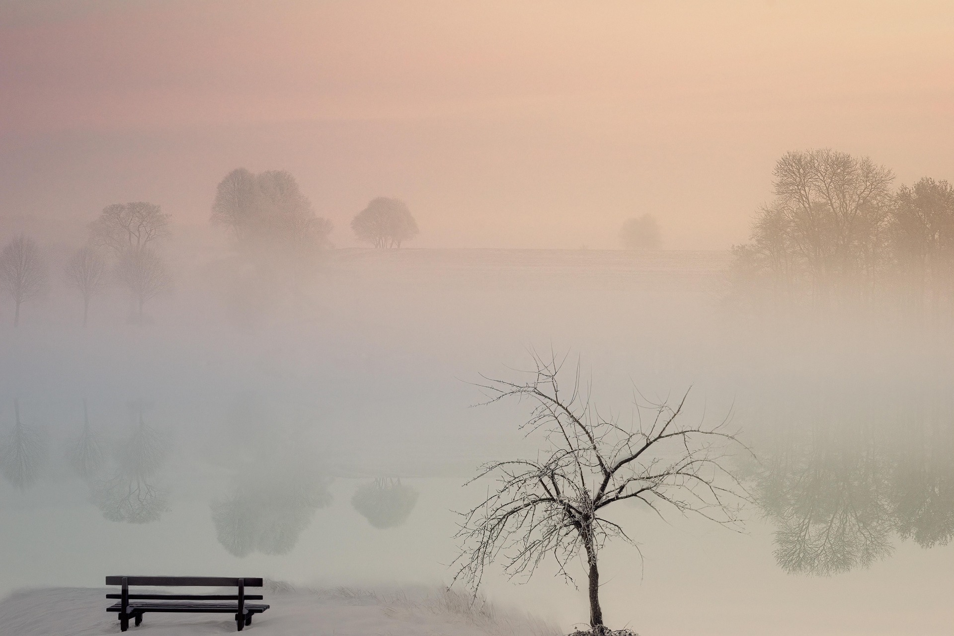 jplenio-tree-4767679_1920.jpg