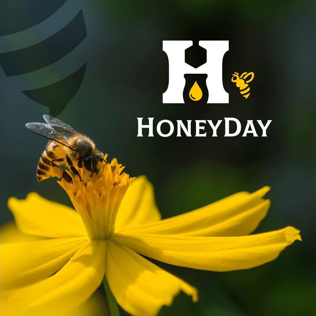 Honeyday — создание визуальной идентичности бренда.
