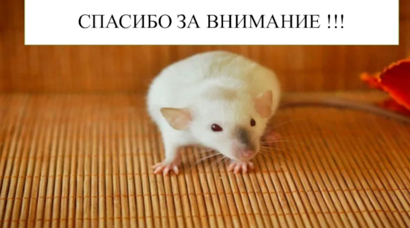 изображение_2026-05-06_182729031.png
