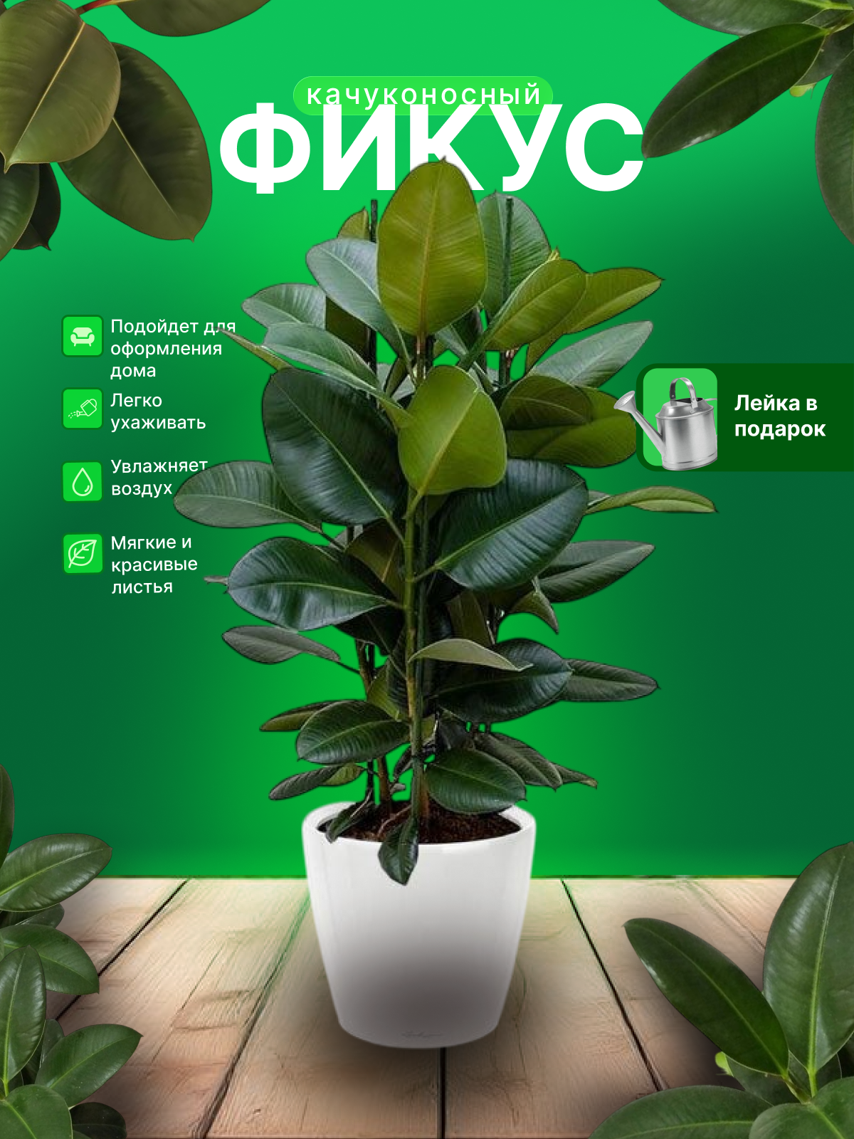 Фикус.png