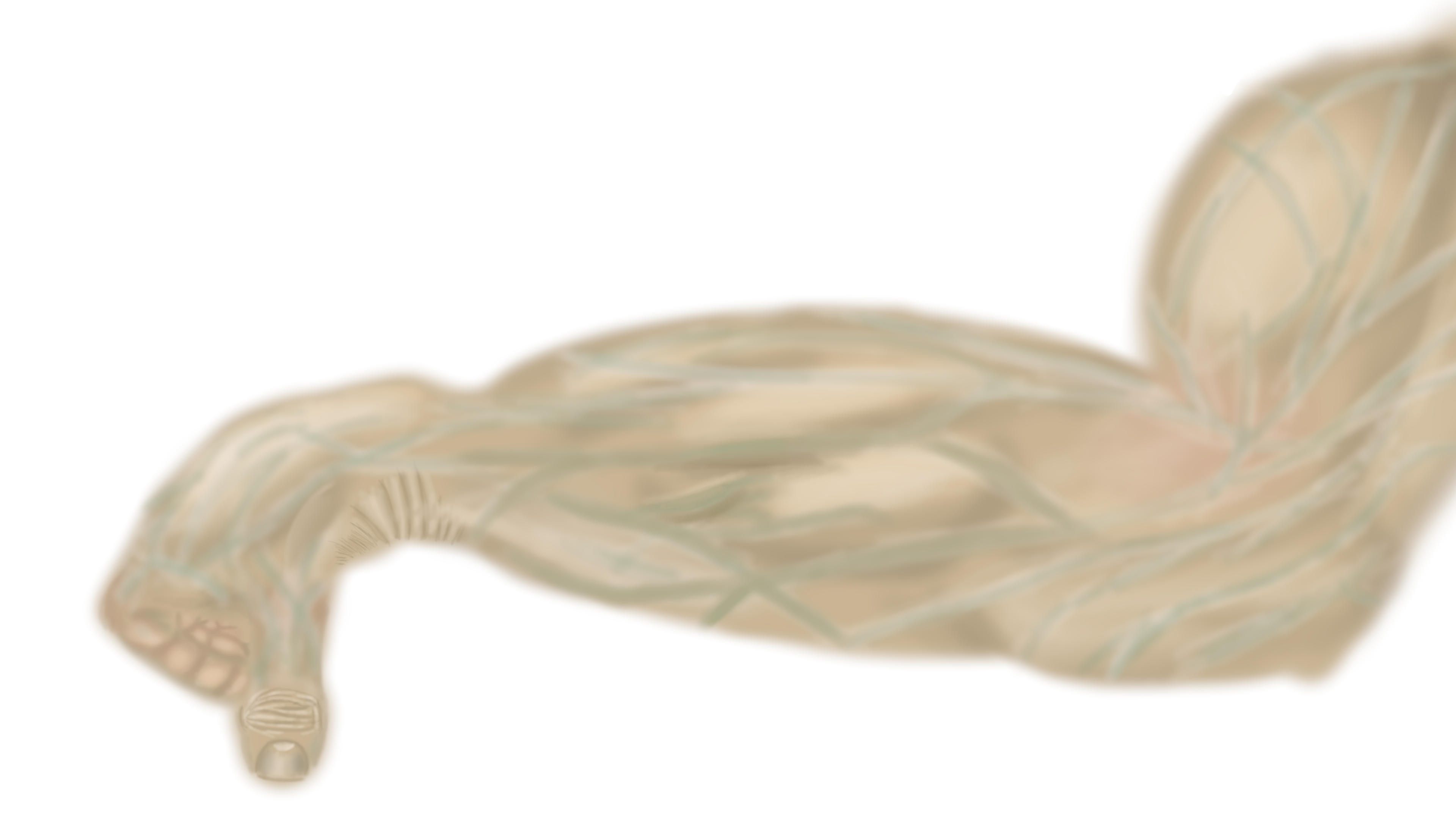 Powerful_hand_Colored.png