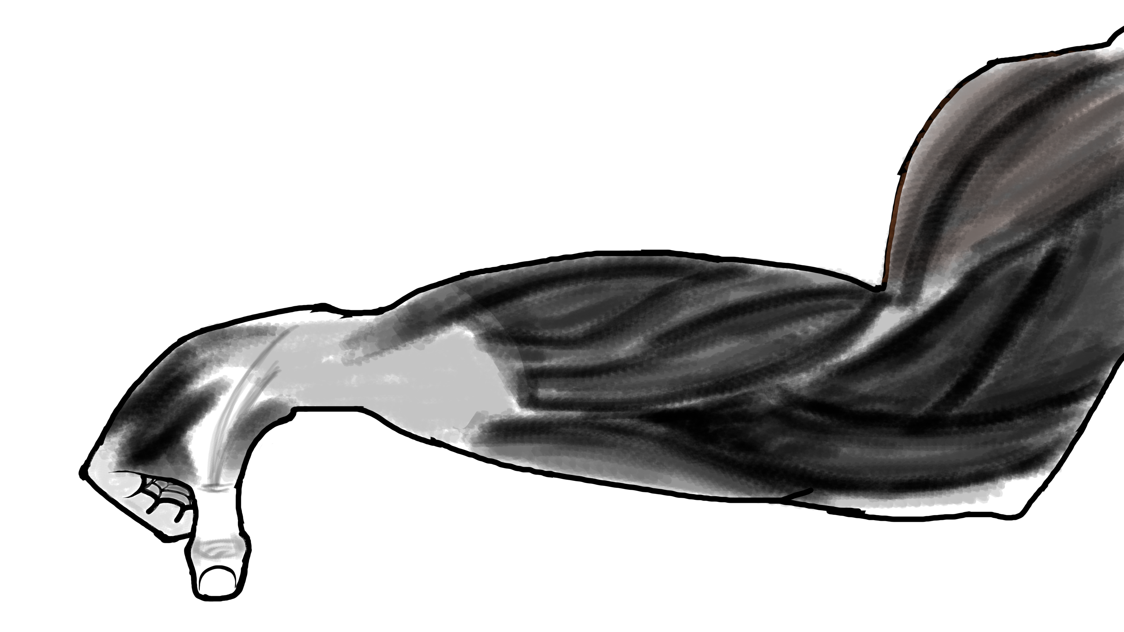 Powerful_hand_muscles_sketch.png