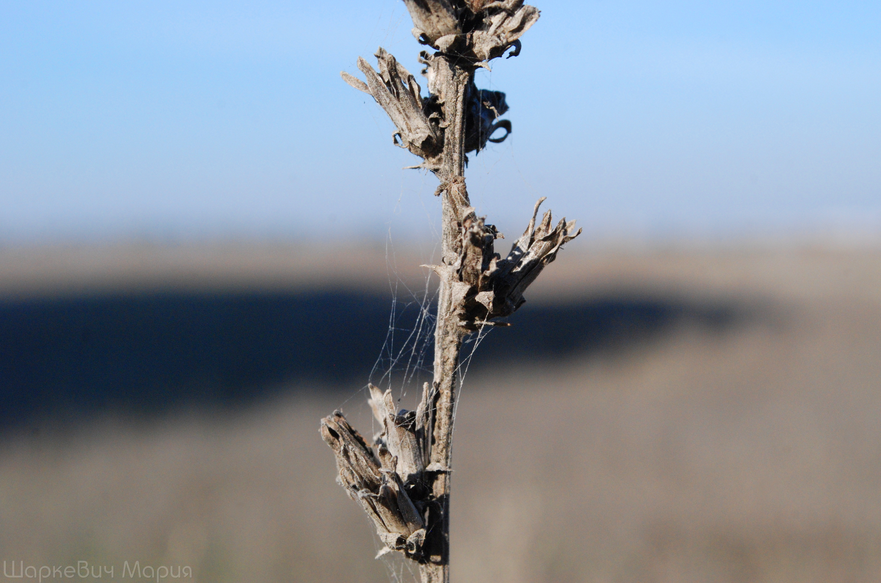 DSC_0458.JPG