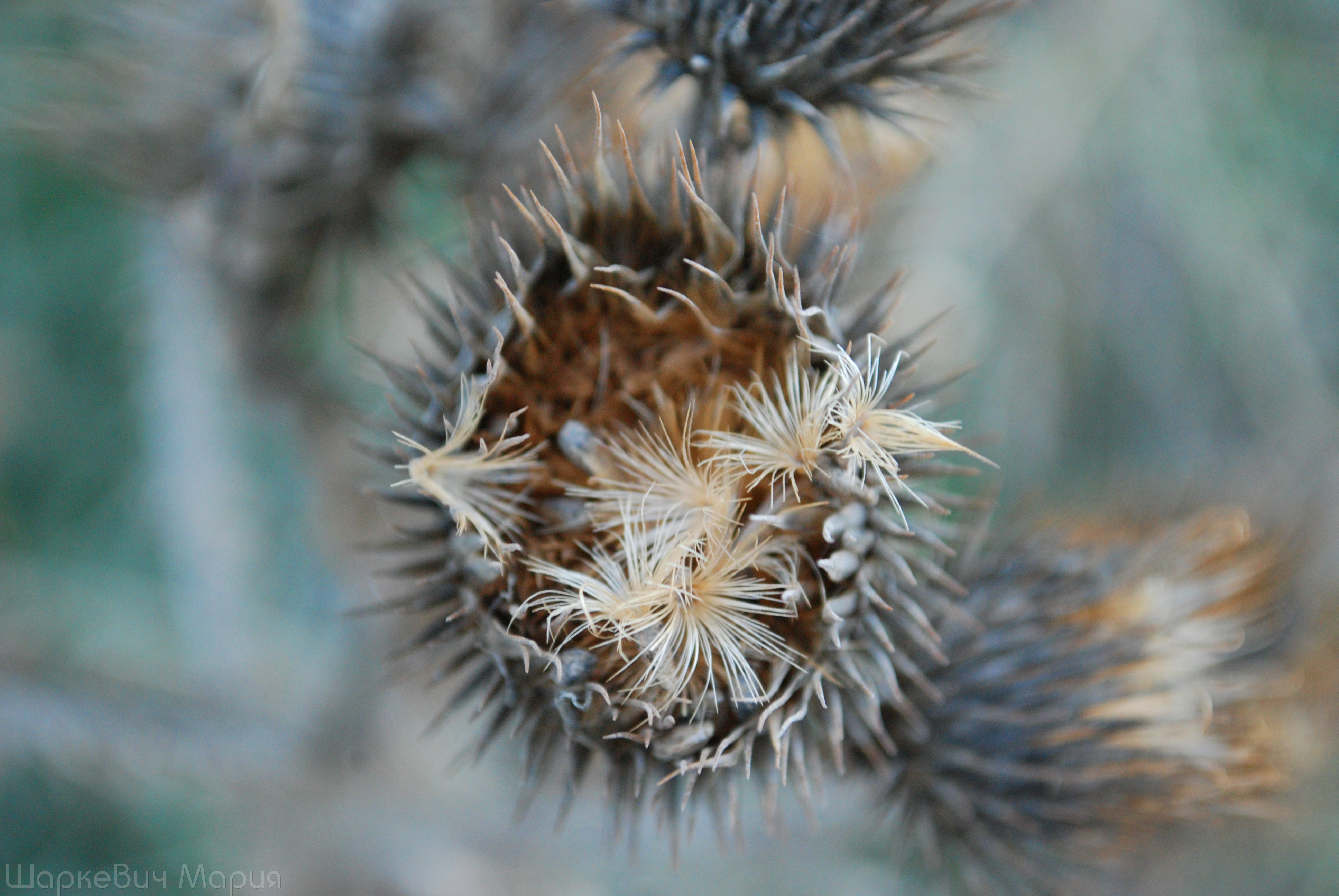 DSC_0461.JPG