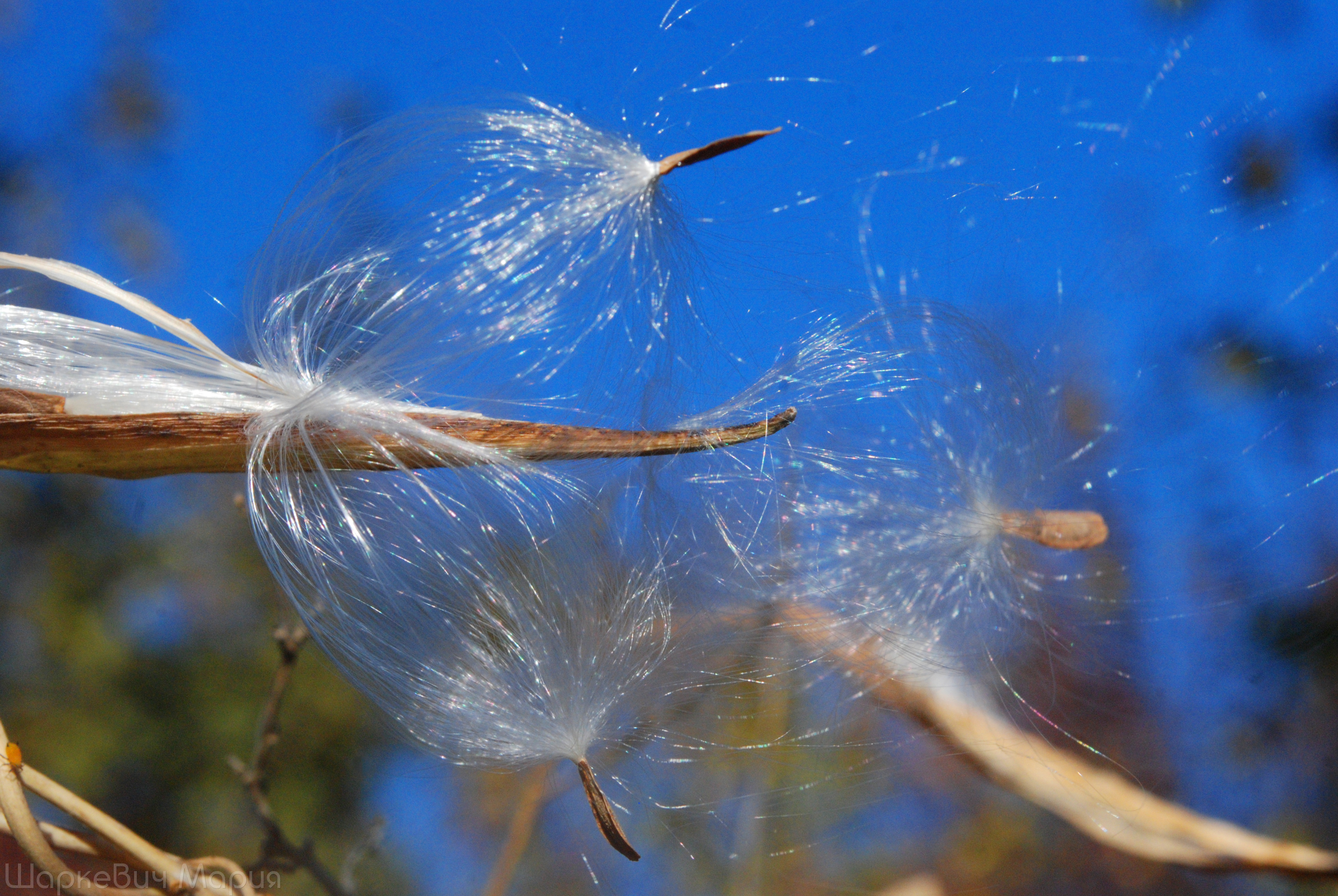 DSC_0487.JPG
