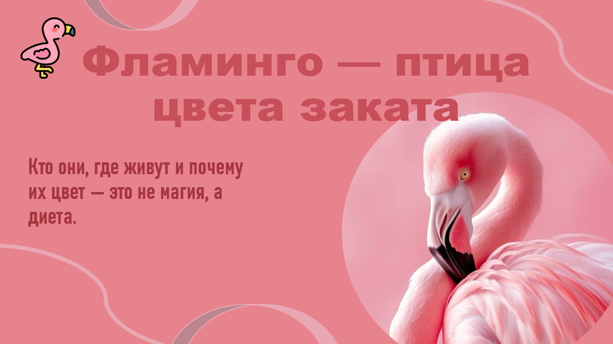 Анимированная презентация-пример для портфолио на тему "Фламинго"