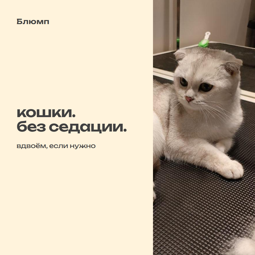 20_koshki_bez_sedatsii.png