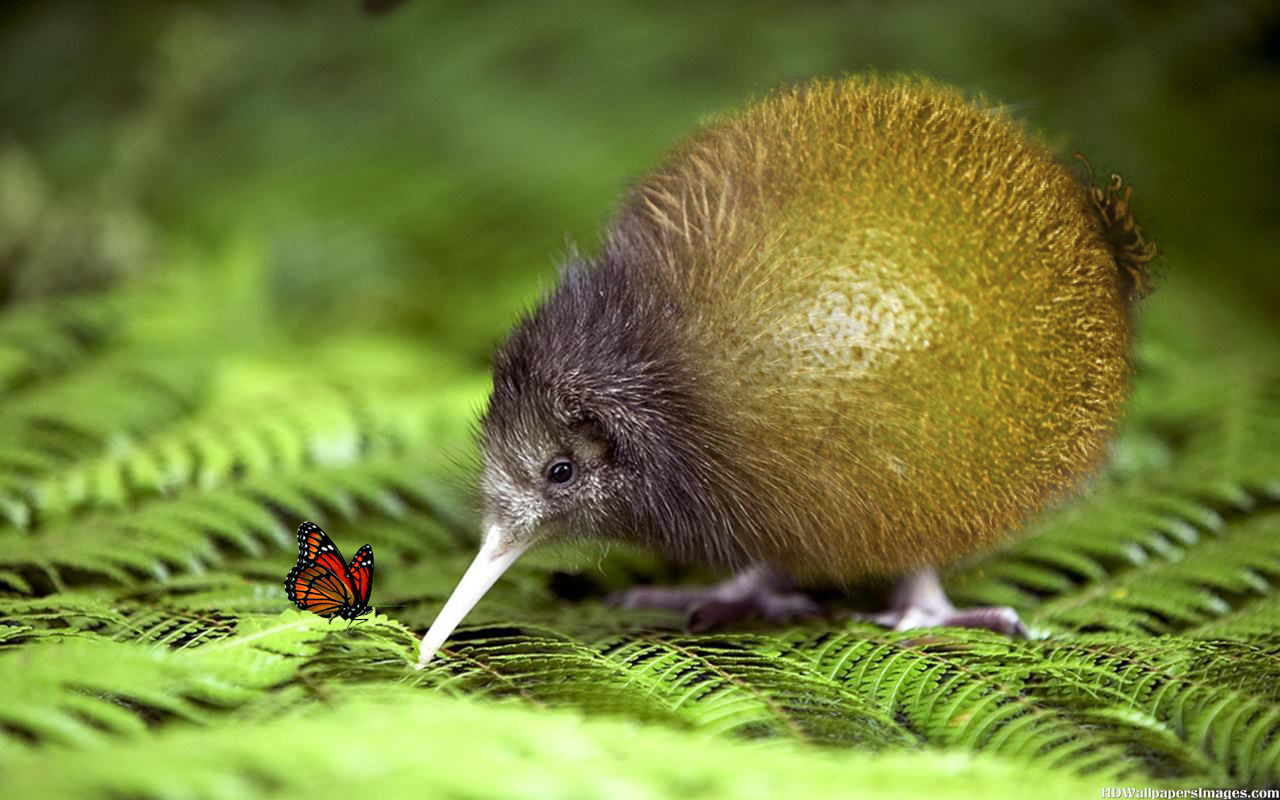 Kiwi orchestra. Киви птица. Птица киви и фрукт киви. Птица киви в новой Зеландии. Северный бурый киви.