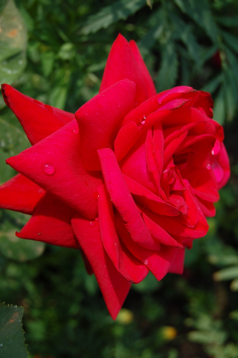 Алая роза.JPG