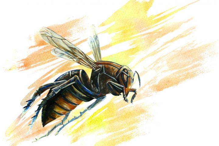 Предметная иллюстрация - 1110837