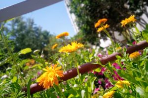 желтые цветы