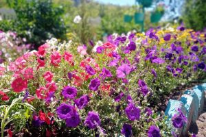 школьные цветы