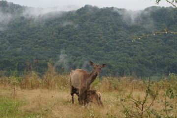 Олениха и горы