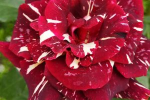 9D282C08-BA4A-4EB0-93EB-63973DDB1AAE