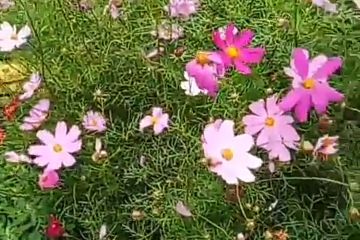 Вдохнуть  жизнь 