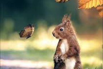 Делаю фотографии разной тематики. Я их редактирую, обрабатываю, меняю размер