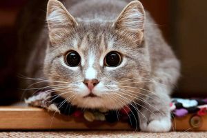 17478da42271207e1d86