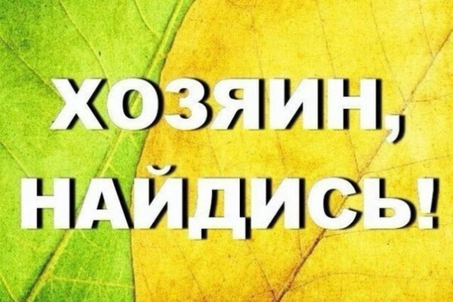 Поиск хозяев. Срочно ищем хозяев. Хозяин найдись. Ищем владельца. Ищу хозяина.