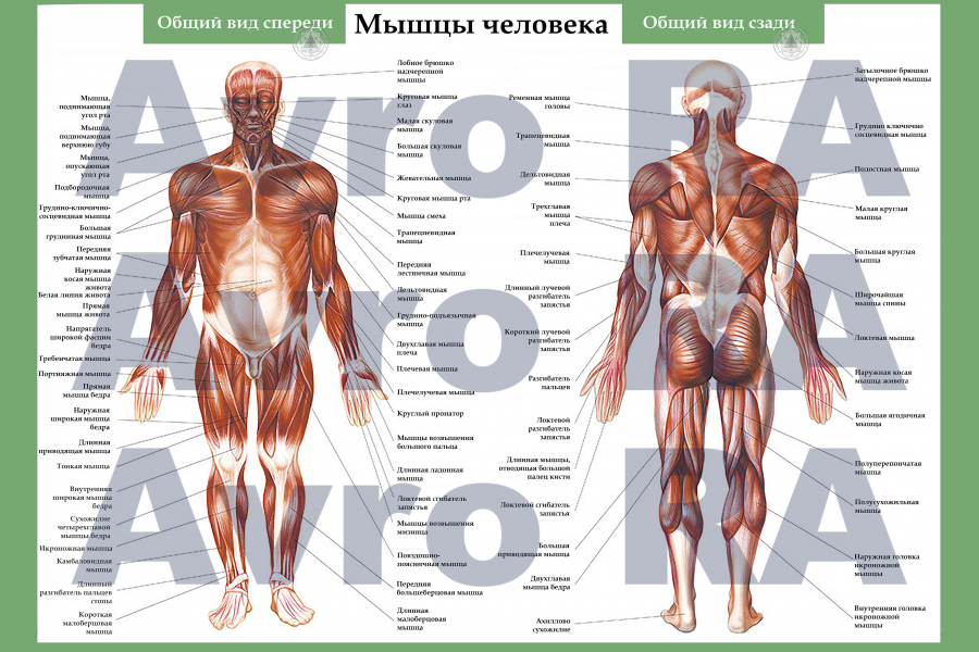 Продаю: плакат для салонов массажа -   товар id:4347