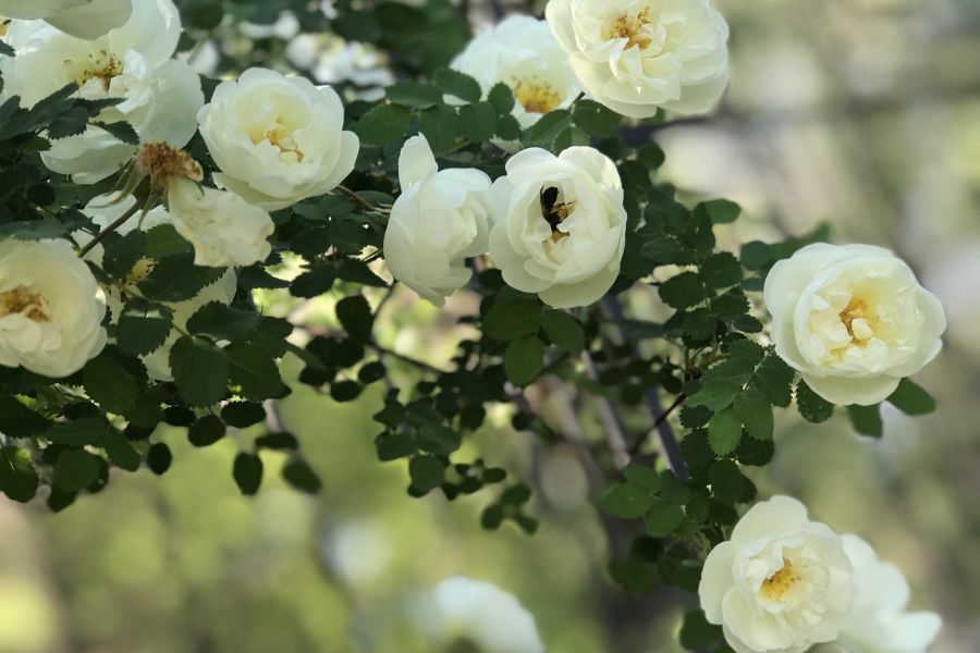 Продаю: Фото «нежные цветы белой розы» -   товар id:5145