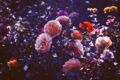 Слушаем музыку вмести