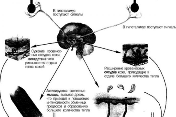 Курсовая работа "Температура тела человека во время физических нагрузок" - 1582903