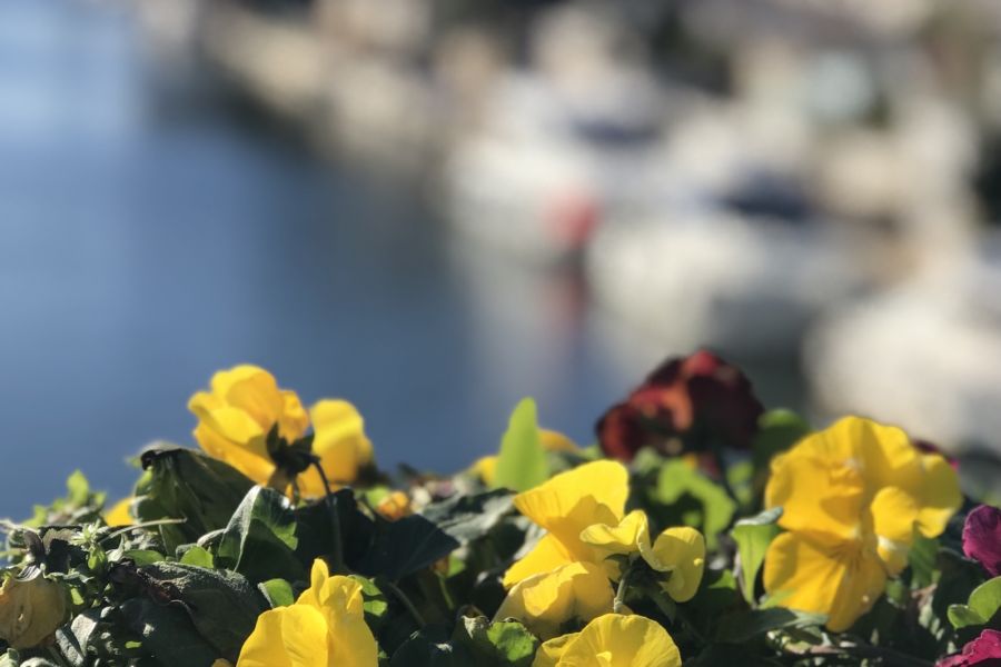 Продаю: Фото. Желтые цветы на фоне канала