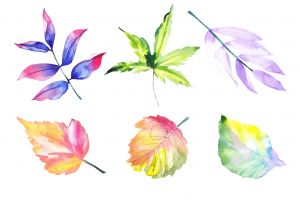 leaves