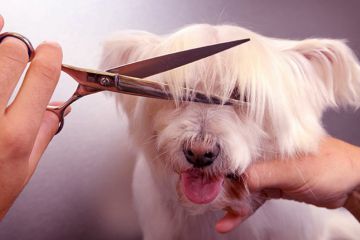 Груминг - текст для салона