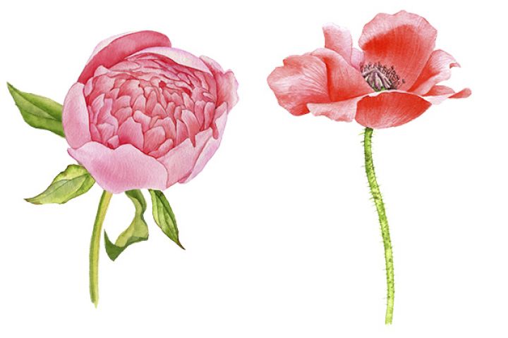 Ботаническая иллюстрация, акварель - 1609133