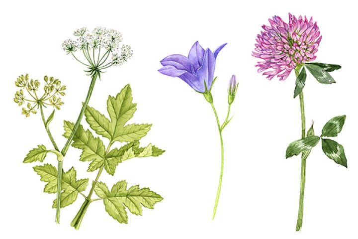 Ботаническая иллюстрация, акварель - 1609135