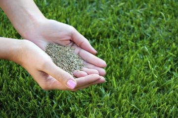 Травосмеси