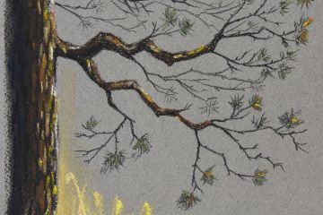 Сосна. Сухая пастель