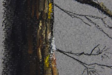 Сосна. Сухая пастель