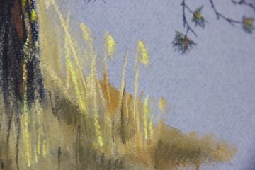 Сосна. Сухая пастель