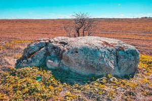 Поле_камень_дерево