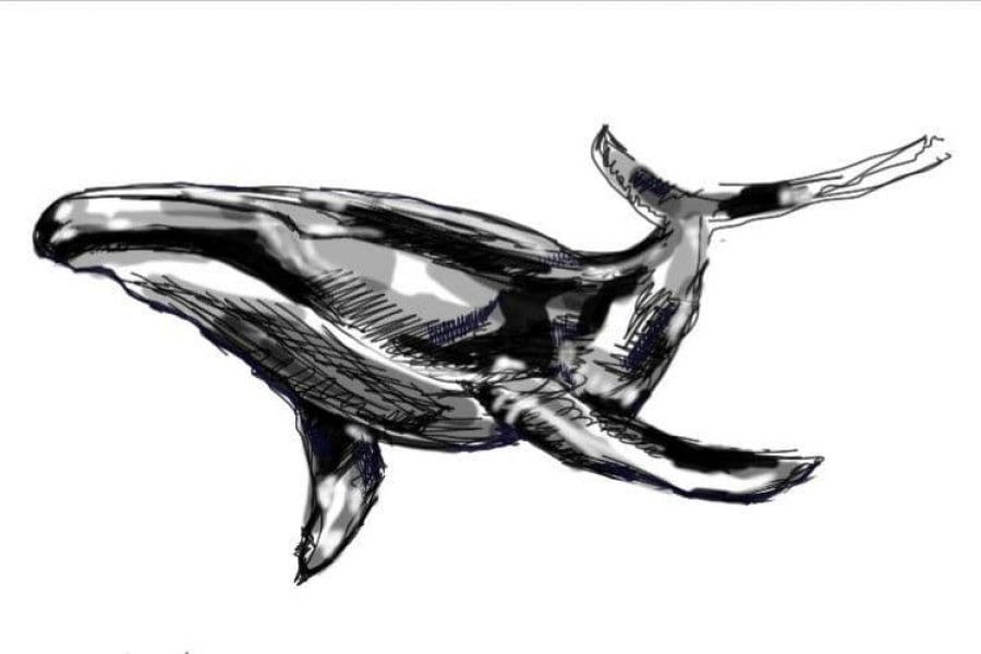 Продаю: кит, цифровой рисунок -   товар id:6855