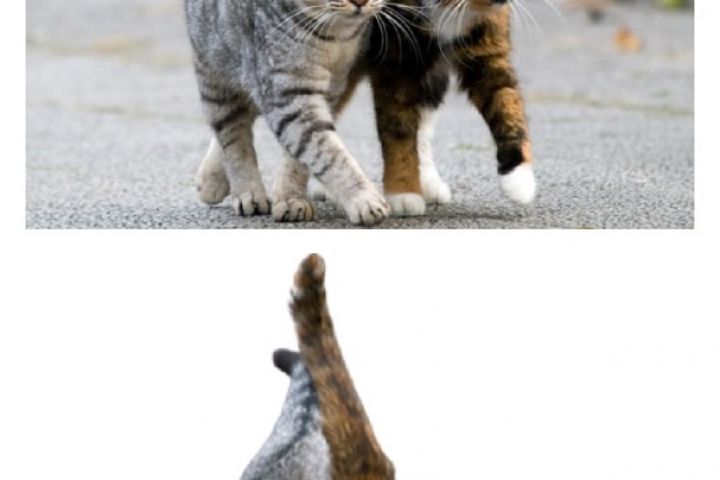 Удаление заднего фона / вырезка предмета из фото - 1676717