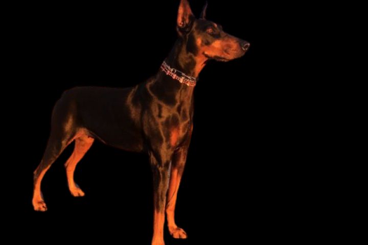 Удаление заднего фона / вырезка предмета из фото - 1676719